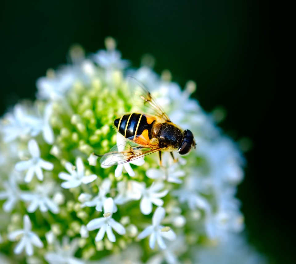 Обои насекомое, цветок, черный фон, муха, журчалка, jazzmatica, insect, flower, black background, fly, gorzalka разрешение 4896x2760 Загрузить