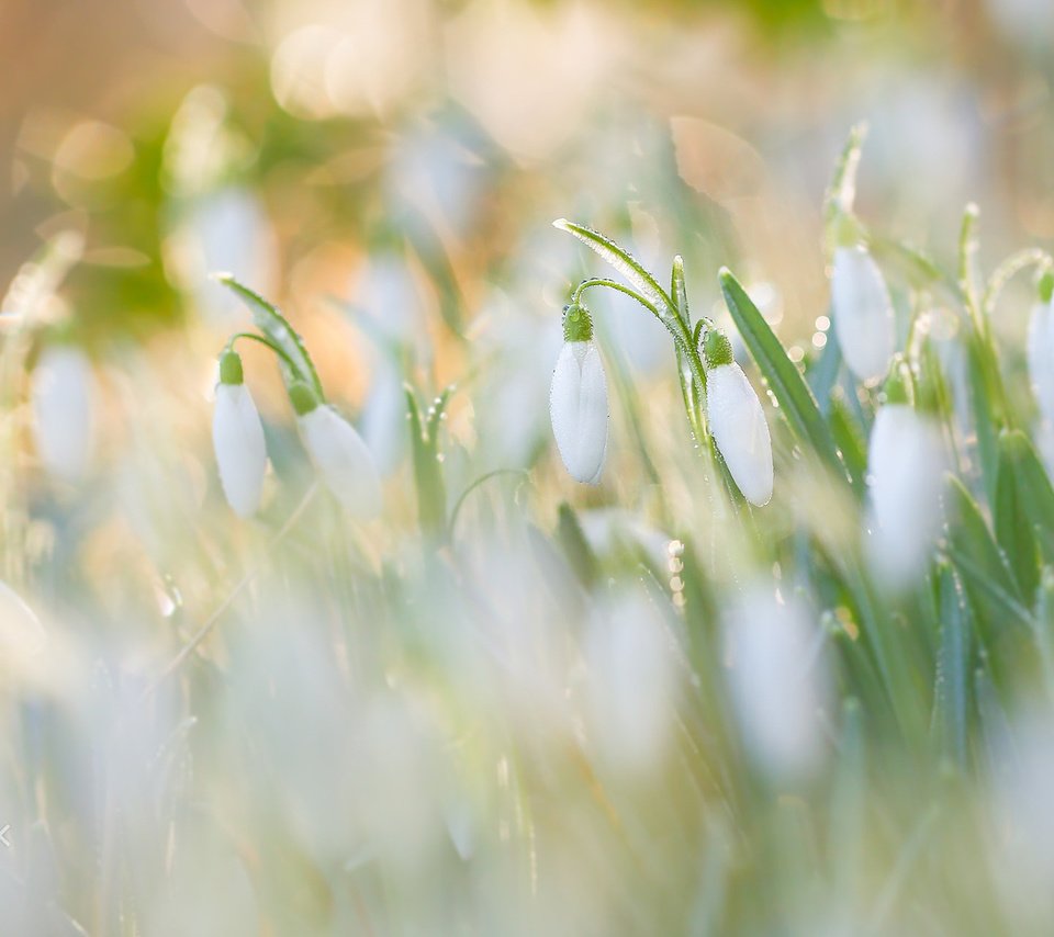 Обои цветы, утро, роса, размытость, весна, подснежники, боке, flowers, morning, rosa, blur, spring, snowdrops, bokeh разрешение 1920x1200 Загрузить