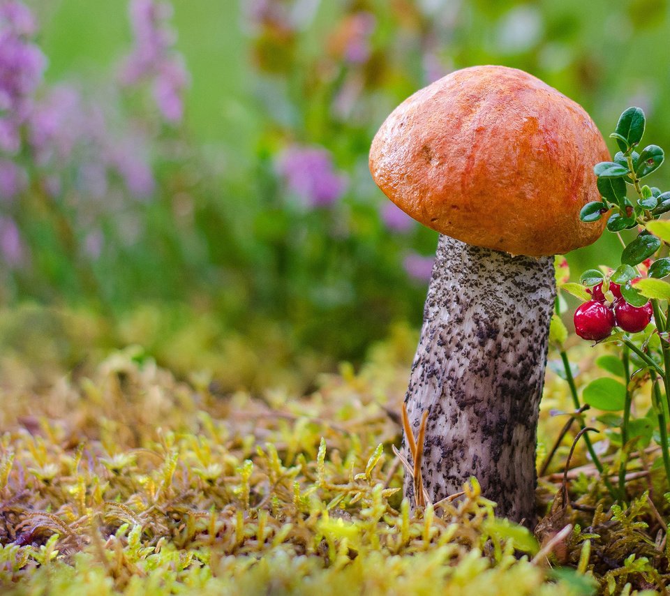 Обои цветы, подосиновик, трава, лес, макро, осень, гриб, мох, ягоды, flowers, boletus, grass, forest, macro, autumn, mushroom, moss, berries разрешение 2880x1800 Загрузить