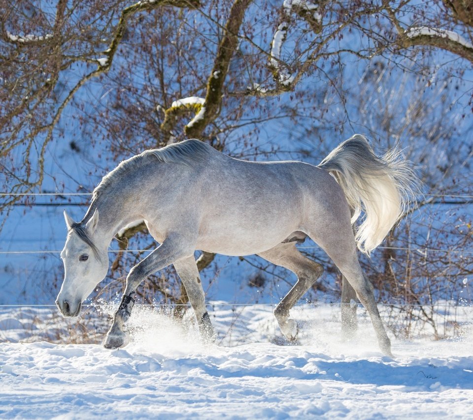 Обои лошадь, деревья, снег, зима, конь, хвост, horse, trees, snow, winter, tail разрешение 2880x1800 Загрузить