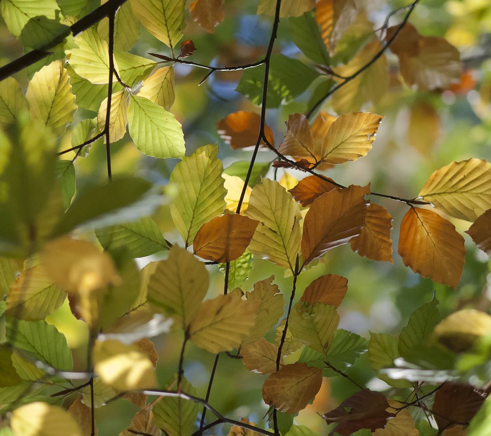 Обои природа, листья, макро, ветки, осень, вяз, nature, leaves, macro, branches, autumn, elm разрешение 1920x1200 Загрузить