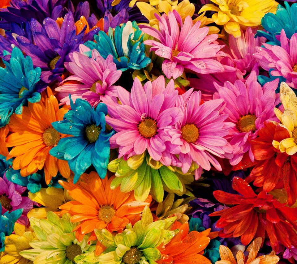 Обои цветы, лепестки, разноцветные, маргаритки, tina logan, colored daisies, flowers, petals, colorful, daisy разрешение 1920x1200 Загрузить