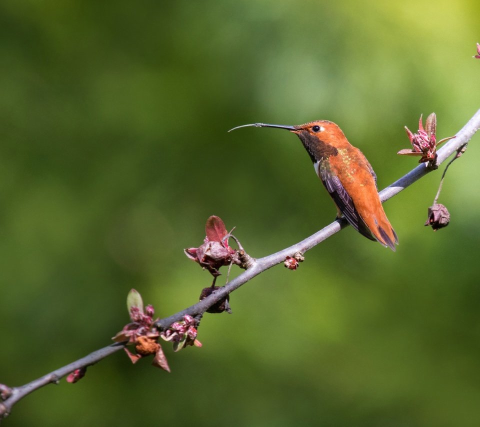 Обои ветка, природа, фон, птица, клюв, перья, колибри, branch, nature, background, bird, beak, feathers, hummingbird разрешение 3765x2510 Загрузить