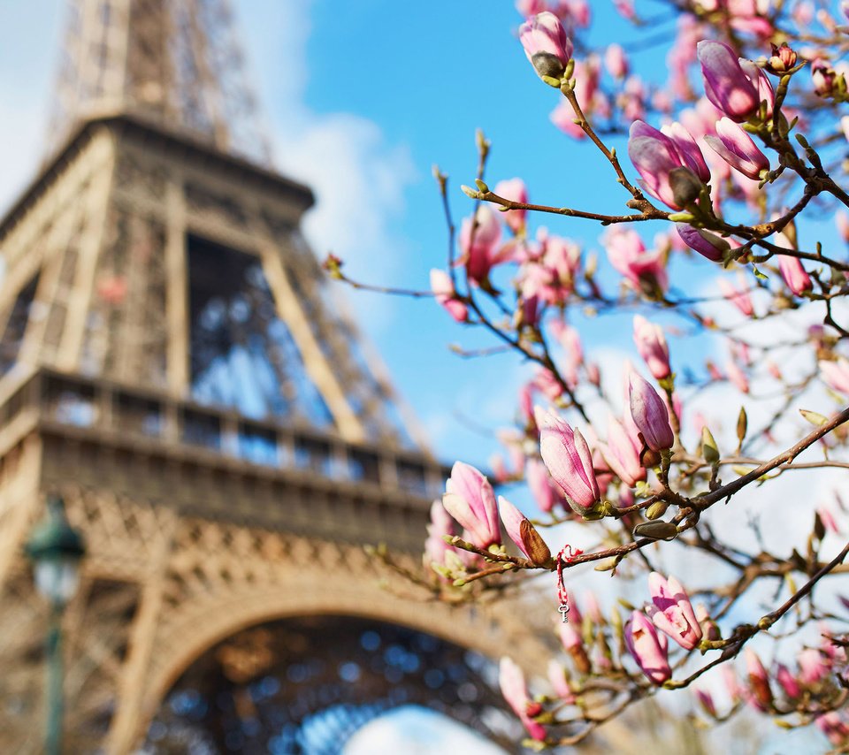 Обои париж, весна, франция, эйфелева башня, магнолия, paris, spring, france, eiffel tower, magnolia разрешение 2880x1800 Загрузить