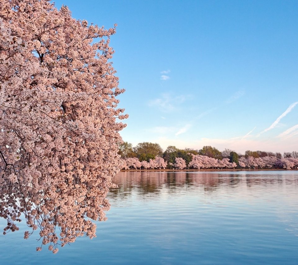 Обои небо, вода, цветение, пейзаж, весна, сакура, the sky, water, flowering, landscape, spring, sakura разрешение 1920x1080 Загрузить