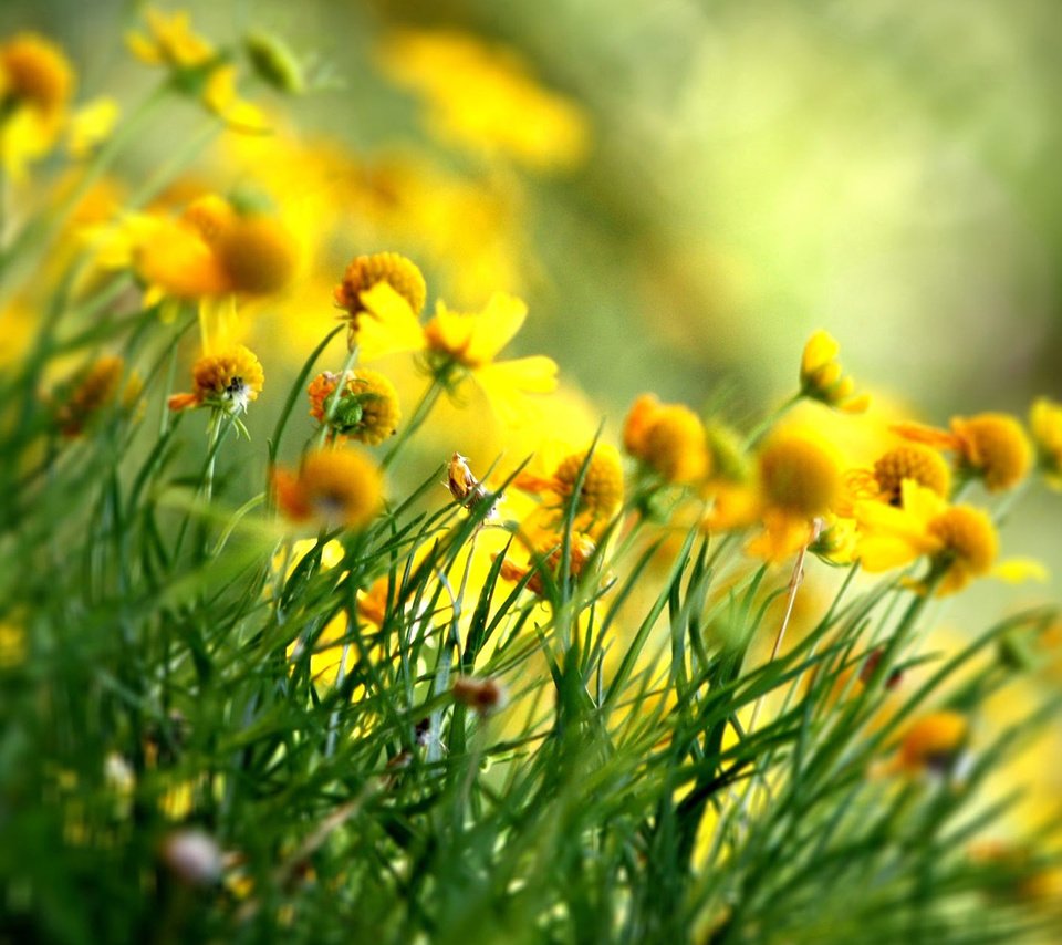 Обои цветы, лепестки, весна, желтые, полевые цветы, flowers, petals, spring, yellow, wildflowers разрешение 1920x1200 Загрузить