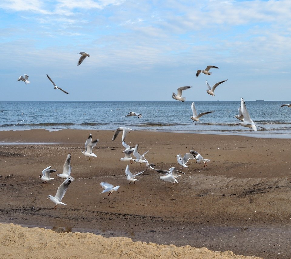 Обои море, полет, пляж, крылья, птицы, чайки, sea, flight, beach, wings, birds, seagulls разрешение 1920x1276 Загрузить