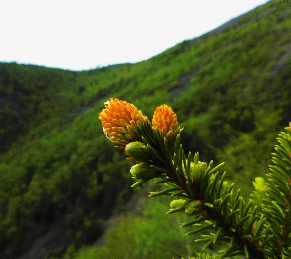 Обои ветка, природа, растения, хвоя, фон, иголки, branch, nature, plants, needles, background разрешение 3648x2736 Загрузить