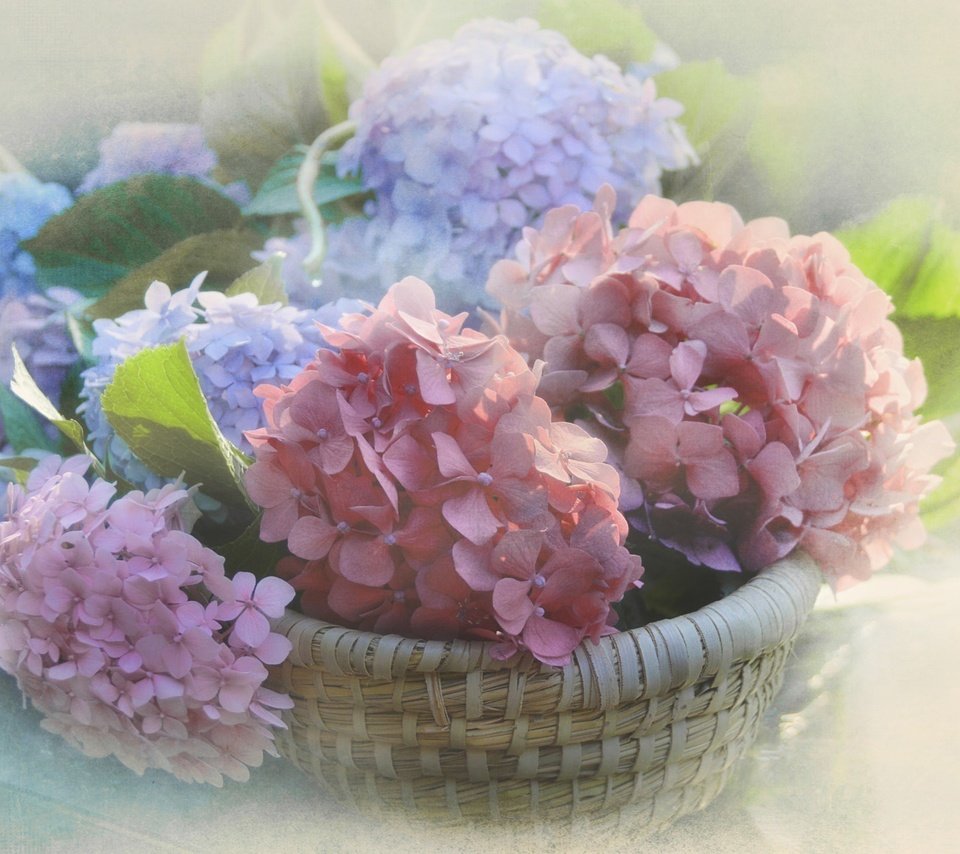 Обои цветы, размытость, соцветия, корзинка, гортензия, flowers, blur, inflorescence, basket, hydrangea разрешение 2048x1297 Загрузить