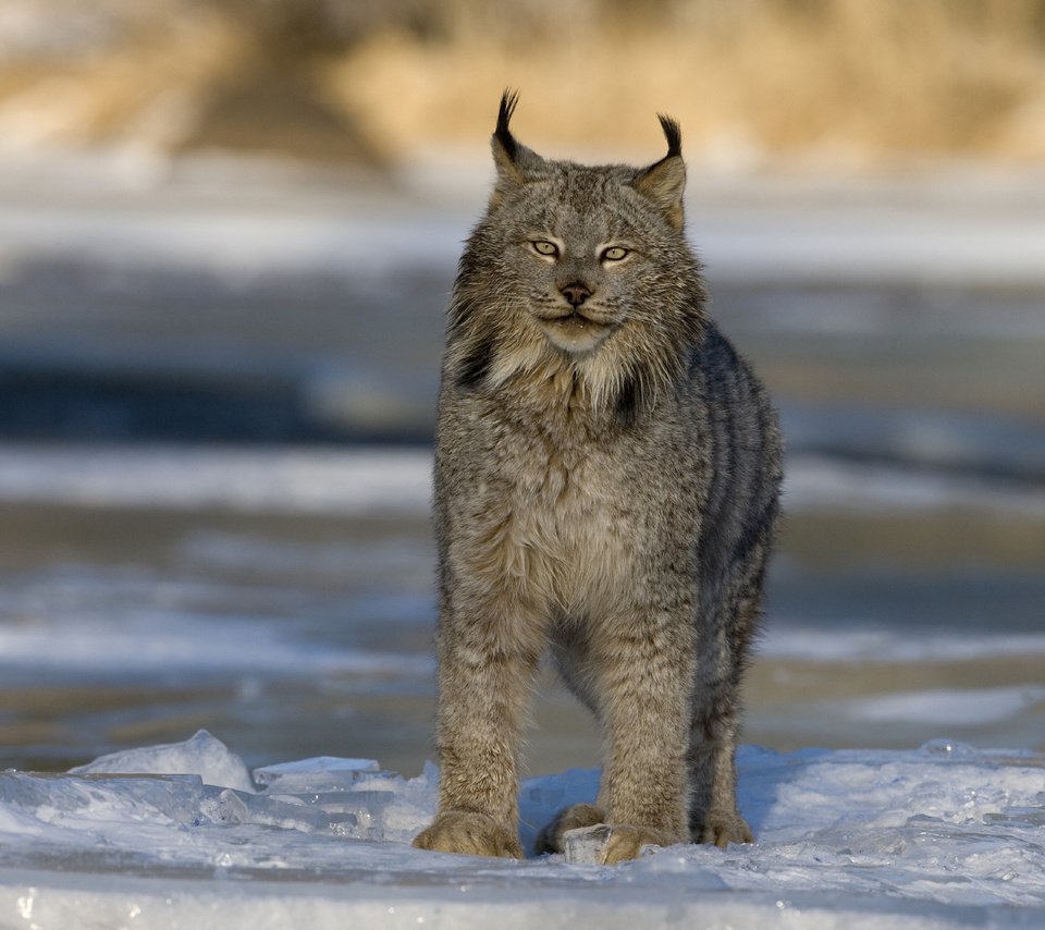 Обои зима, рысь, хищник, большая кошка, канада, winter, lynx, predator, big cat, canada разрешение 2560x1600 Загрузить