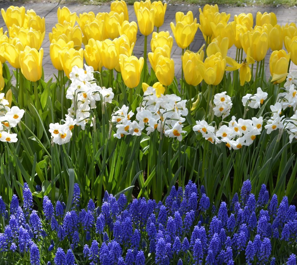 Обои цветы, весна, тюльпаны, нарциссы, гиацинты, весенние цветы, flowers, spring, tulips, daffodils, hyacinths, spring flowers разрешение 2899x1920 Загрузить