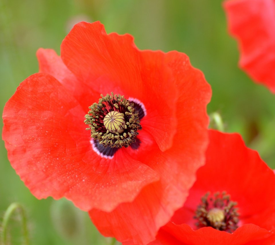 Обои цветы, макро, лепестки, маки, луг, красный мак, flowers, macro, petals, maki, meadow, red poppy разрешение 2048x1356 Загрузить