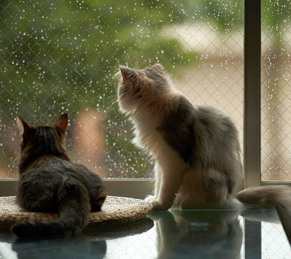 Обои капли, дом, дождь, коты, окно, кошки, стекло, drops, house, rain, cats, window, glass разрешение 1920x1200 Загрузить