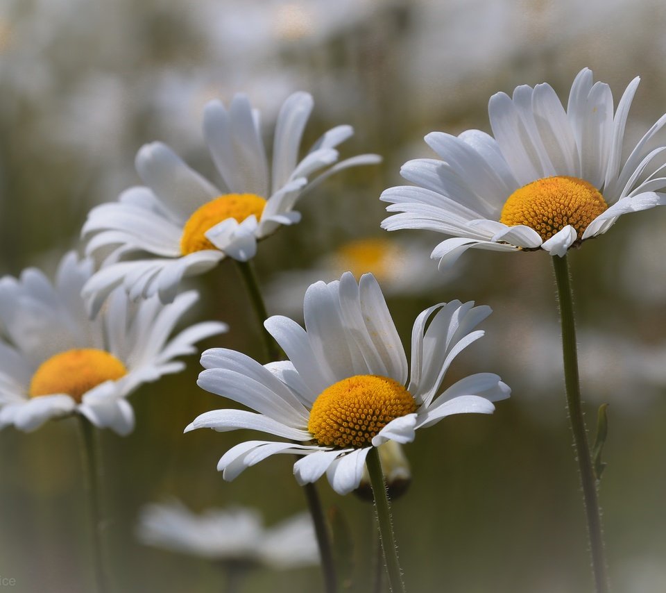 Обои цветы, природа, макро, лето, лепестки, ромашки, белые, стебли, flowers, nature, macro, summer, petals, chamomile, white, stems разрешение 5232x3558 Загрузить