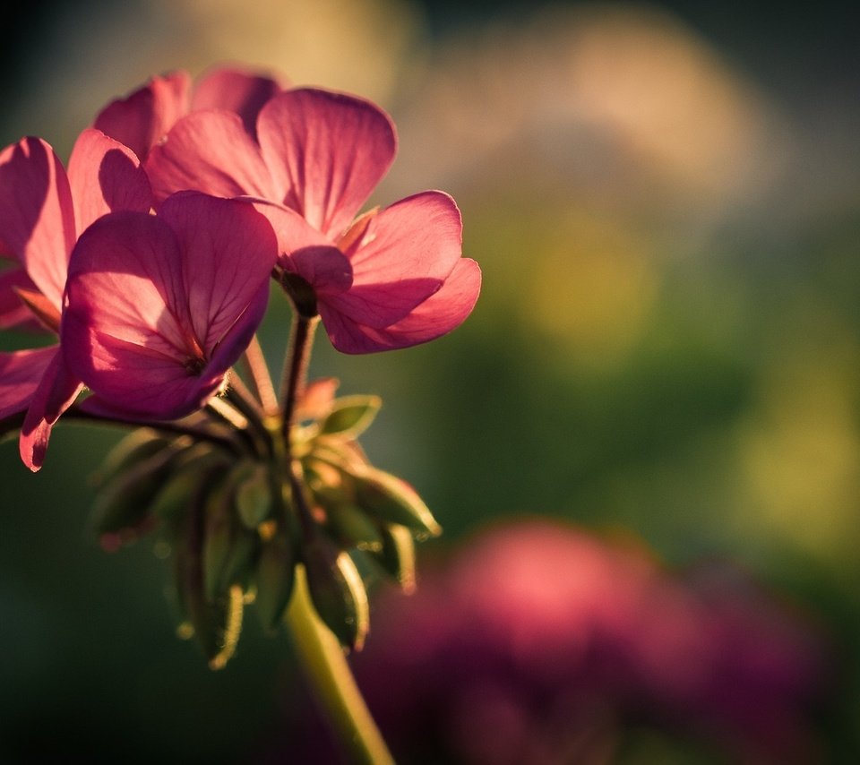 Обои фон, цветок, лепестки, герань, background, flower, petals, geranium разрешение 1920x1080 Загрузить