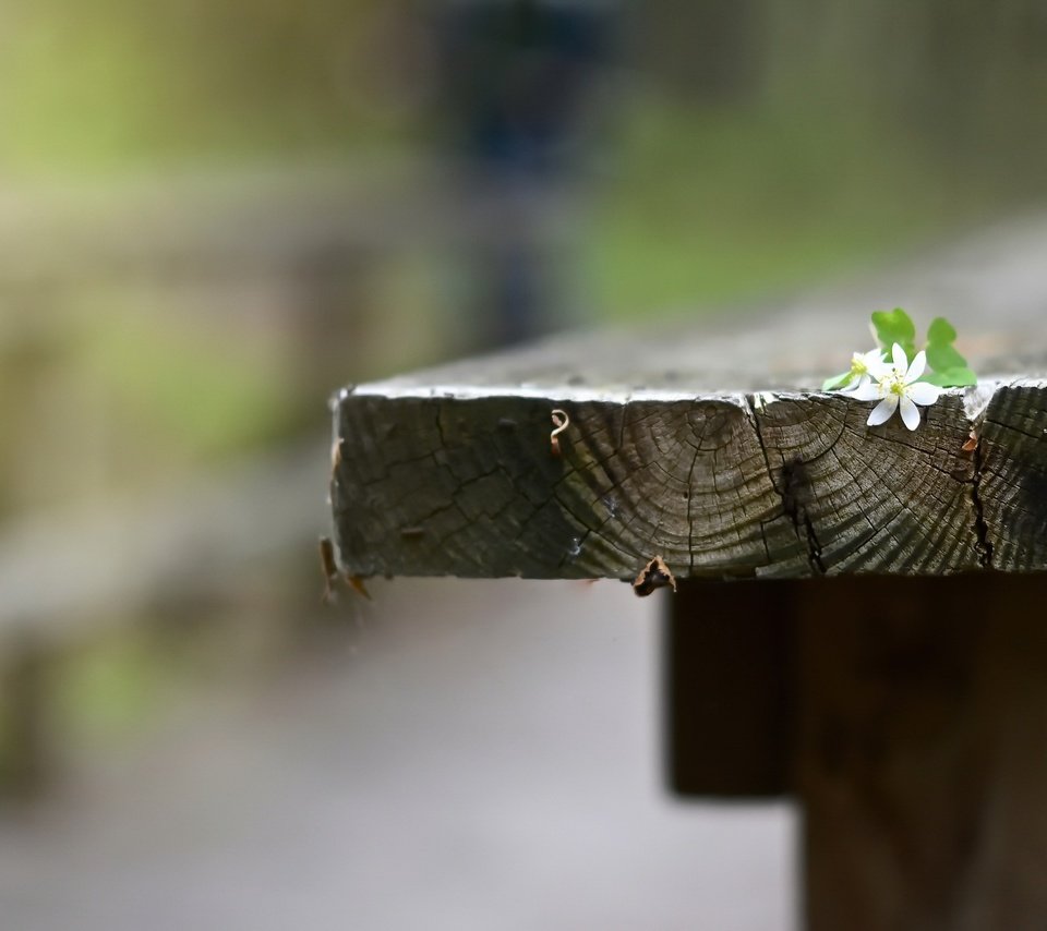 Обои фон, цветок, скамья, background, flower, bench разрешение 2048x1365 Загрузить