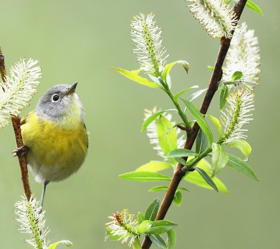 Обои фон, птица, весна, птичка, ива, камышевка, simon théberge, background, bird, spring, iva, warbler разрешение 2048x1365 Загрузить