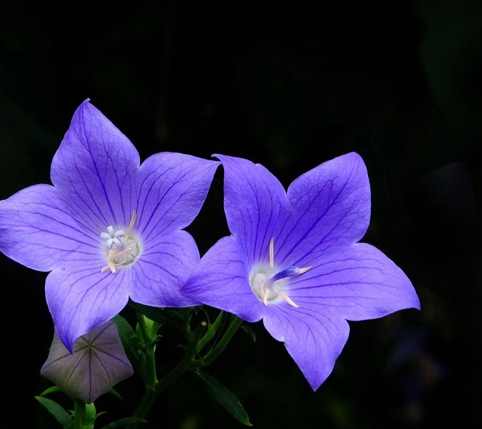 Обои цветы, черный фон, голубые, колокольчики, платикодон, flowers, black background, blue, bells разрешение 1920x1080 Загрузить