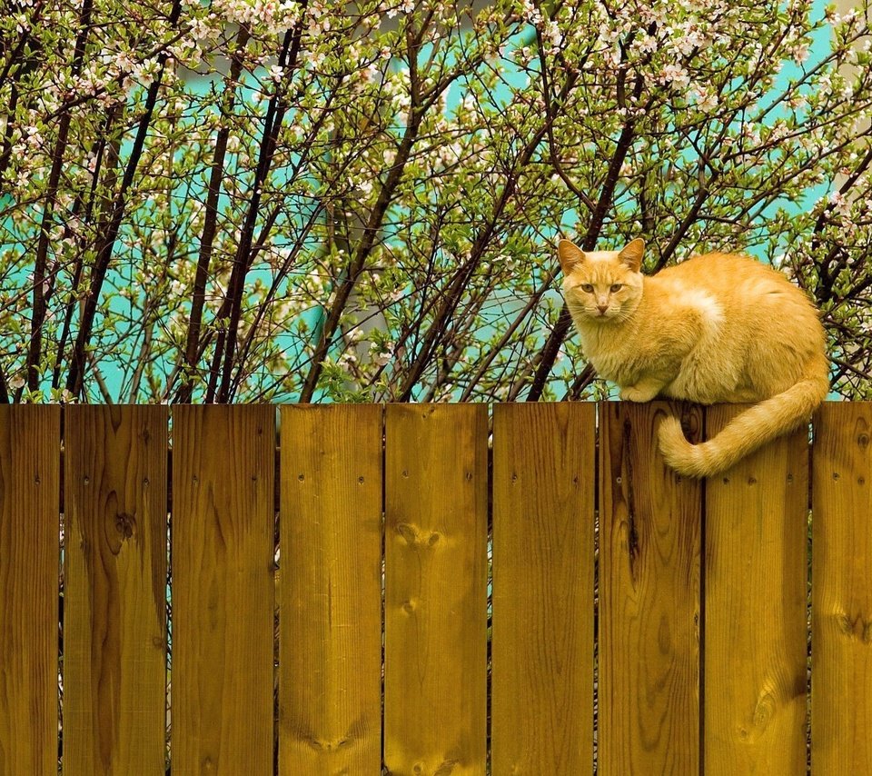 Обои цветение, кот, кошка, забор, весна, рыжий, flowering, cat, the fence, spring, red разрешение 2560x1600 Загрузить