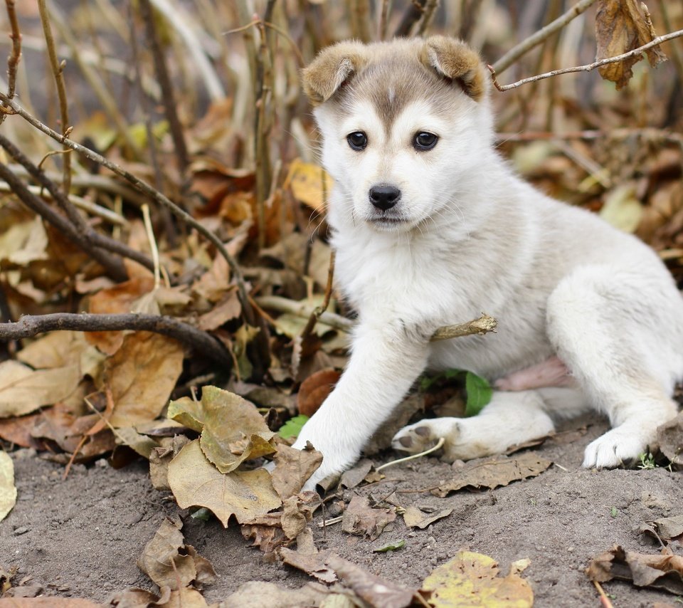 Обои листья, осень, собака, щенок, лайка, leaves, autumn, dog, puppy, laika разрешение 2560x1600 Загрузить