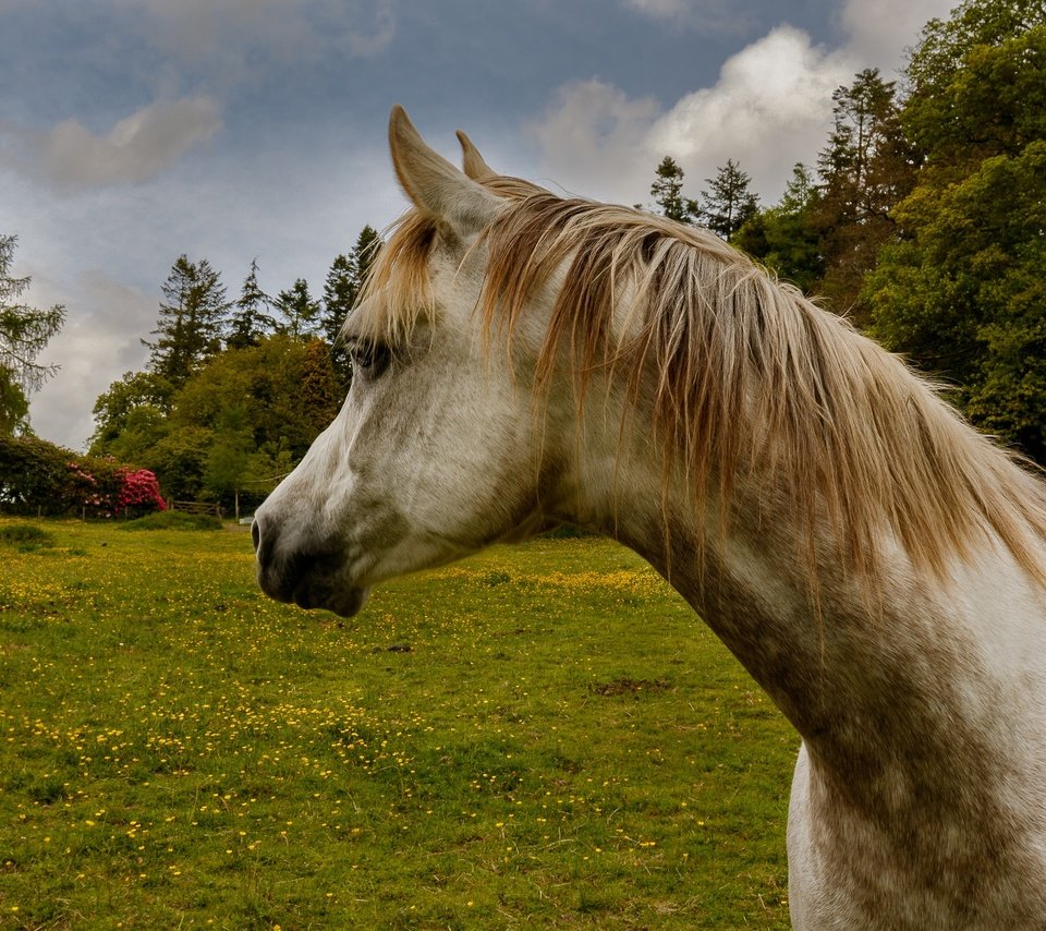 Обои лошадь, трава, природа, поле, конь, грива, horse, grass, nature, field, mane разрешение 2048x1365 Загрузить