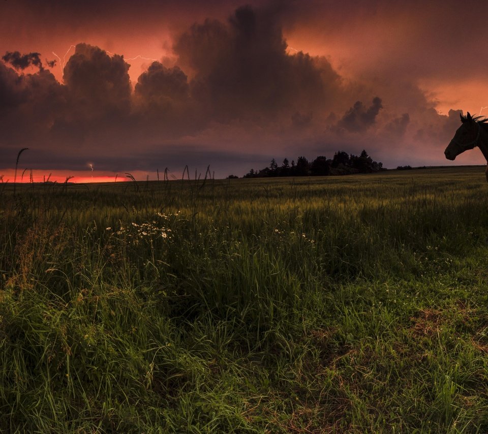 Обои небо, лошадь, трава, облака, закат, конь, the sky, horse, grass, clouds, sunset разрешение 3513x1920 Загрузить