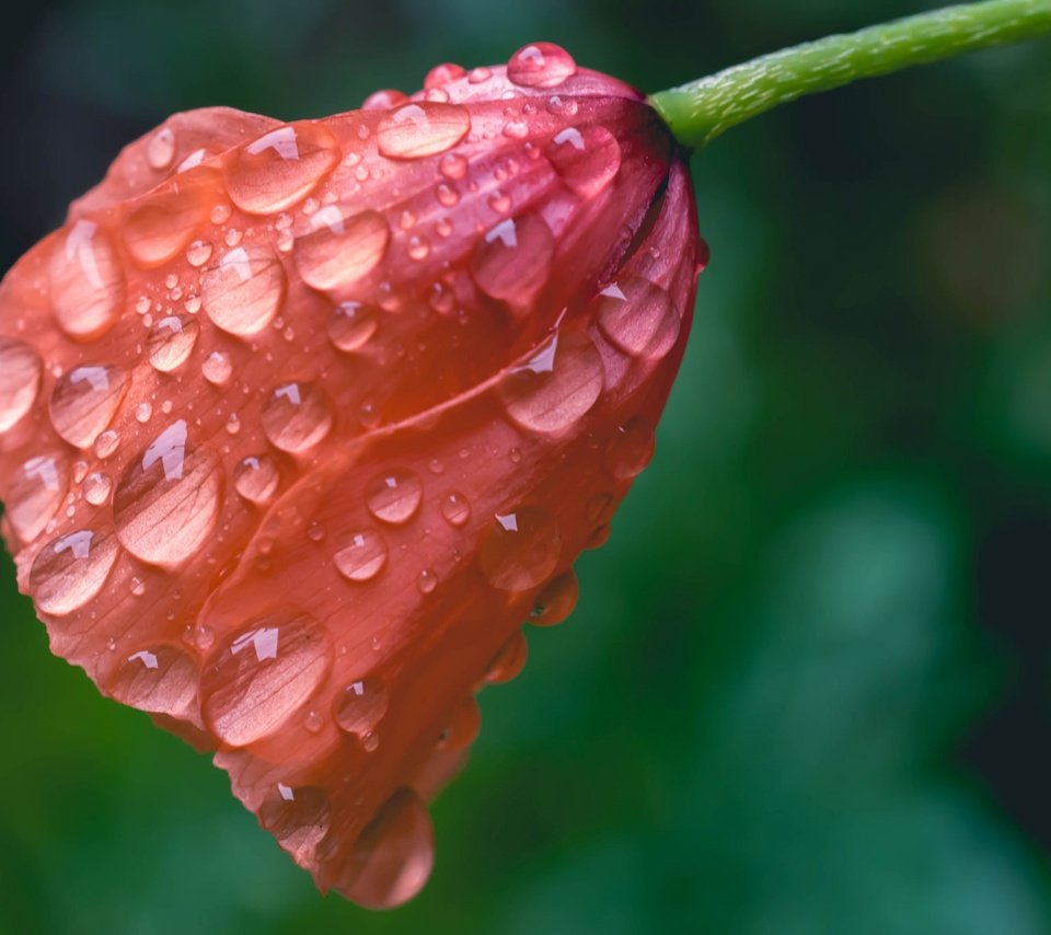 Обои макро, цветок, капли, мак, macro, flower, drops, mac разрешение 2048x1365 Загрузить