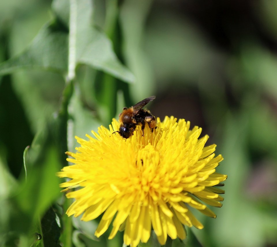 Обои зелень, насекомое, цветок, одуванчик, пчела, greens, insect, flower, dandelion, bee разрешение 5184x3456 Загрузить