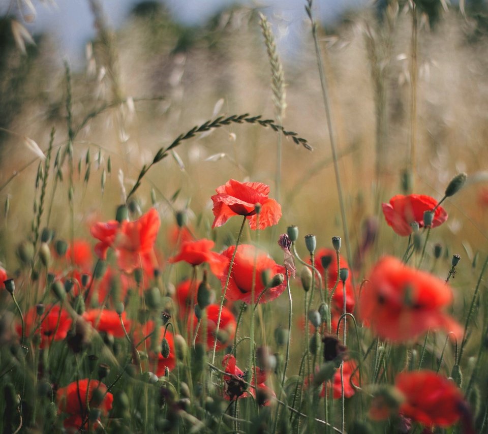 Обои цветы, поле, лепестки, красные, маки, flowers, field, petals, red, maki разрешение 2048x1365 Загрузить