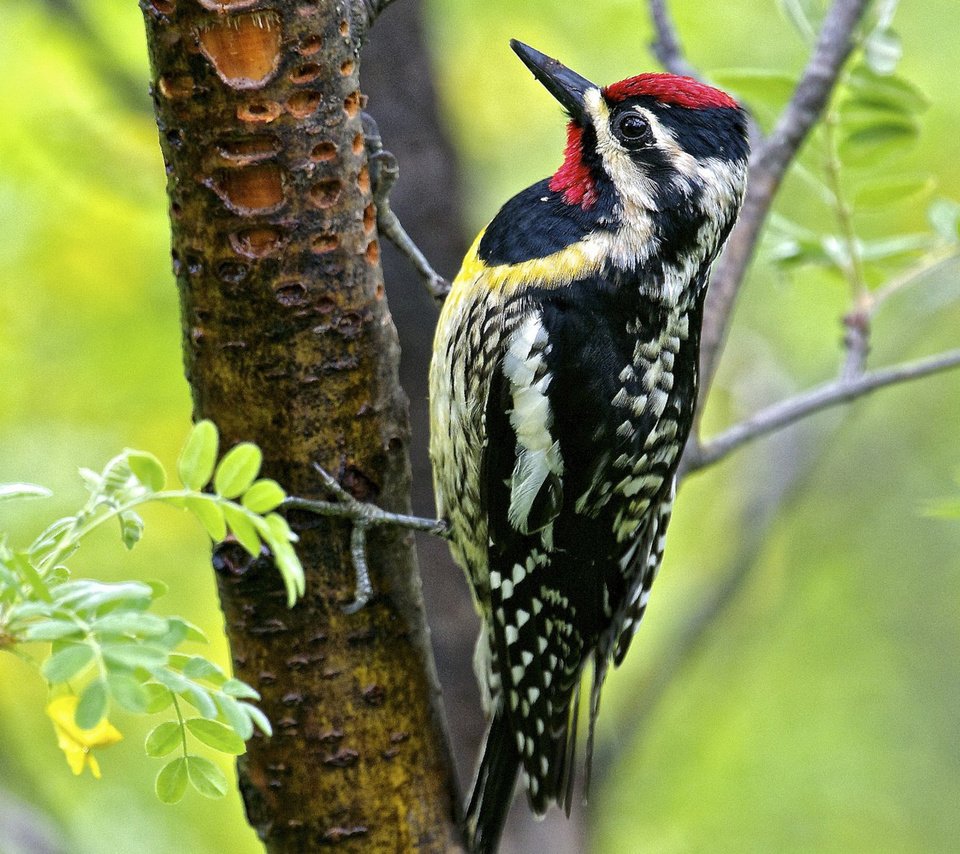 Обои дерево, листья, птица, клюв, перья, дятел, tree, leaves, bird, beak, feathers, woodpecker разрешение 3840x2160 Загрузить