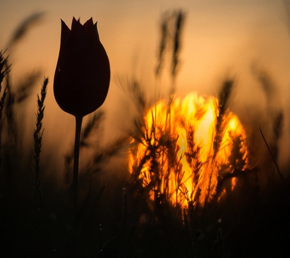 Обои трава, закат, цветок, колоски, силуэт, тюльпан, стебель, grass, sunset, flower, spikelets, silhouette, tulip, stem разрешение 1920x1280 Загрузить