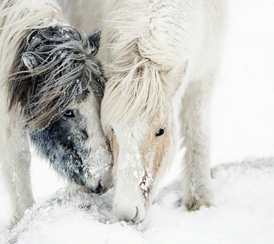 Обои лошадь, снег, природа, зима, пони, грива, horse, snow, nature, winter, pony, mane разрешение 1920x1200 Загрузить