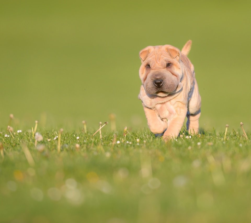 Обои трава, природа, зелень, собака, луг, щенок, боке, шарпей, grass, nature, greens, dog, meadow, puppy, bokeh, sharpay разрешение 3000x2002 Загрузить