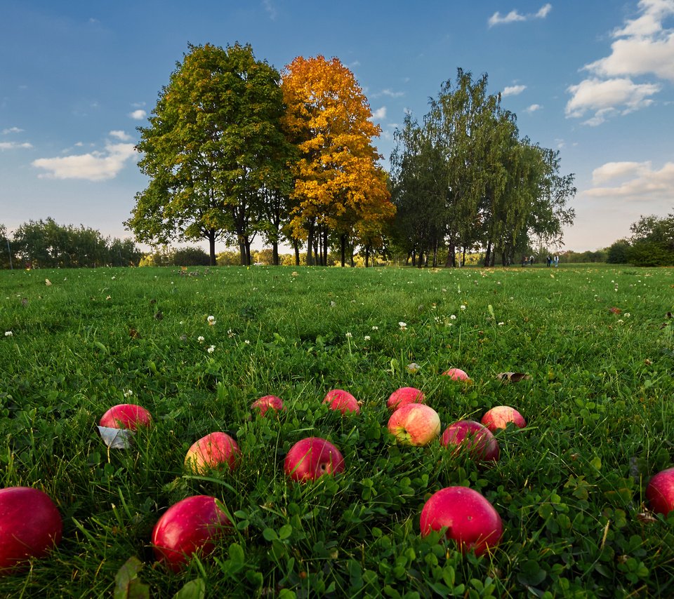 Обои небо, трава, облака, деревья, природа, фрукты, яблоки, the sky, grass, clouds, trees, nature, fruit, apples разрешение 4163x2775 Загрузить