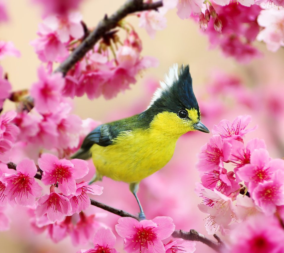 Обои ветка, цветение, птица, весна, вишня, синица, хохлатая синица, branch, flowering, bird, spring, cherry, tit, crested tit разрешение 2048x1365 Загрузить