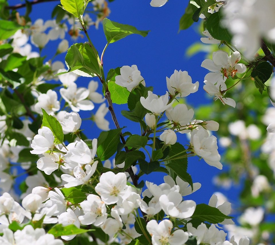 Обои цветы, дерево, цветение, ветки, весна, вишня, яблоня, flowers, tree, flowering, branches, spring, cherry, apple разрешение 3840x2400 Загрузить