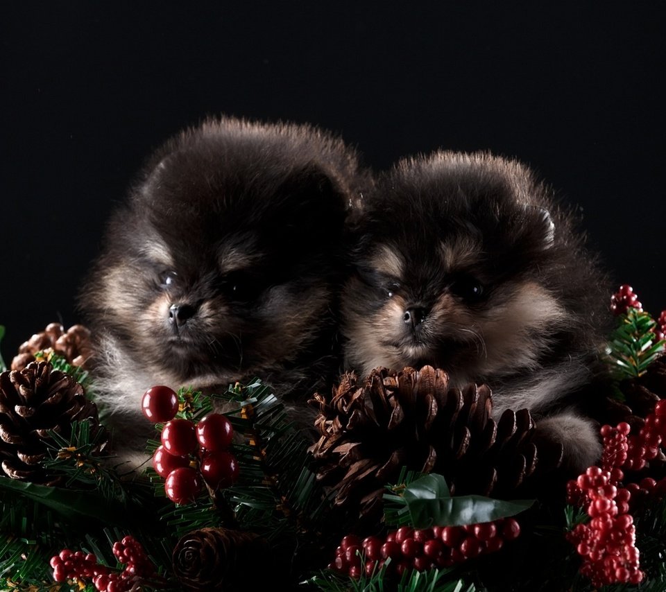 Обои новый год, черный фон, щенки, шишки, собаки, шпиц, шпицы, new year, black background, puppies, bumps, dogs, spitz разрешение 1920x1200 Загрузить