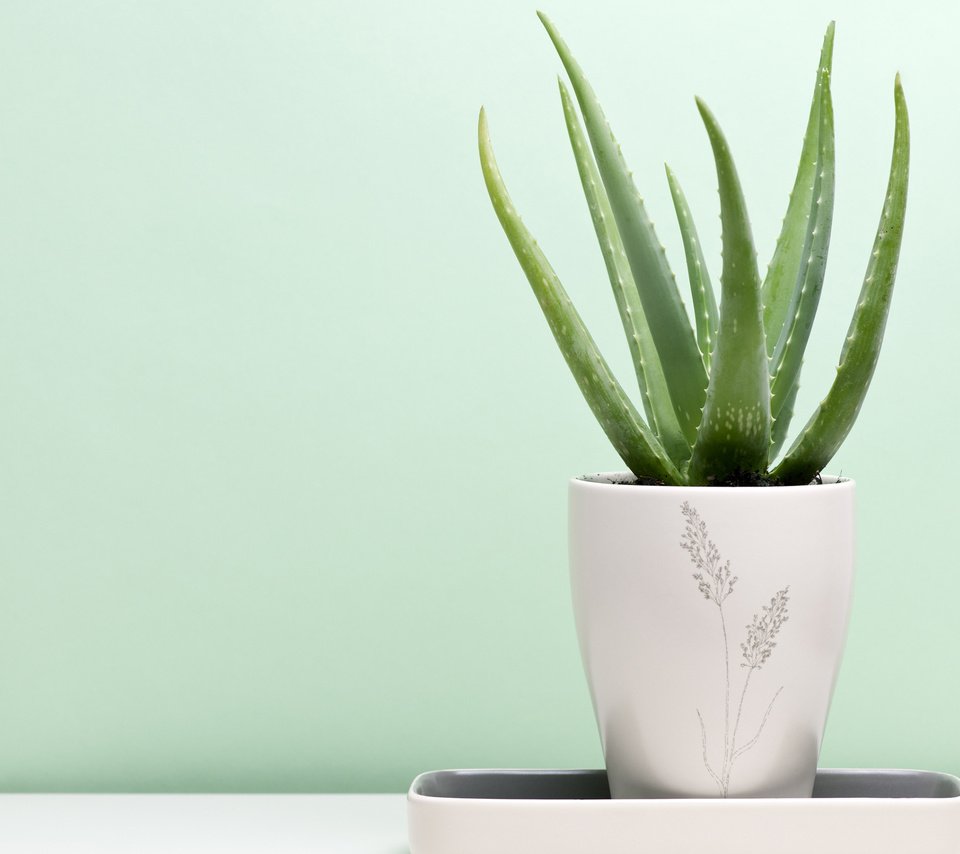 Обои растение, горшок, алоэ, soyhan erim, алоэ вера, plant, pot, aloe, aloe vera разрешение 2560x1600 Загрузить