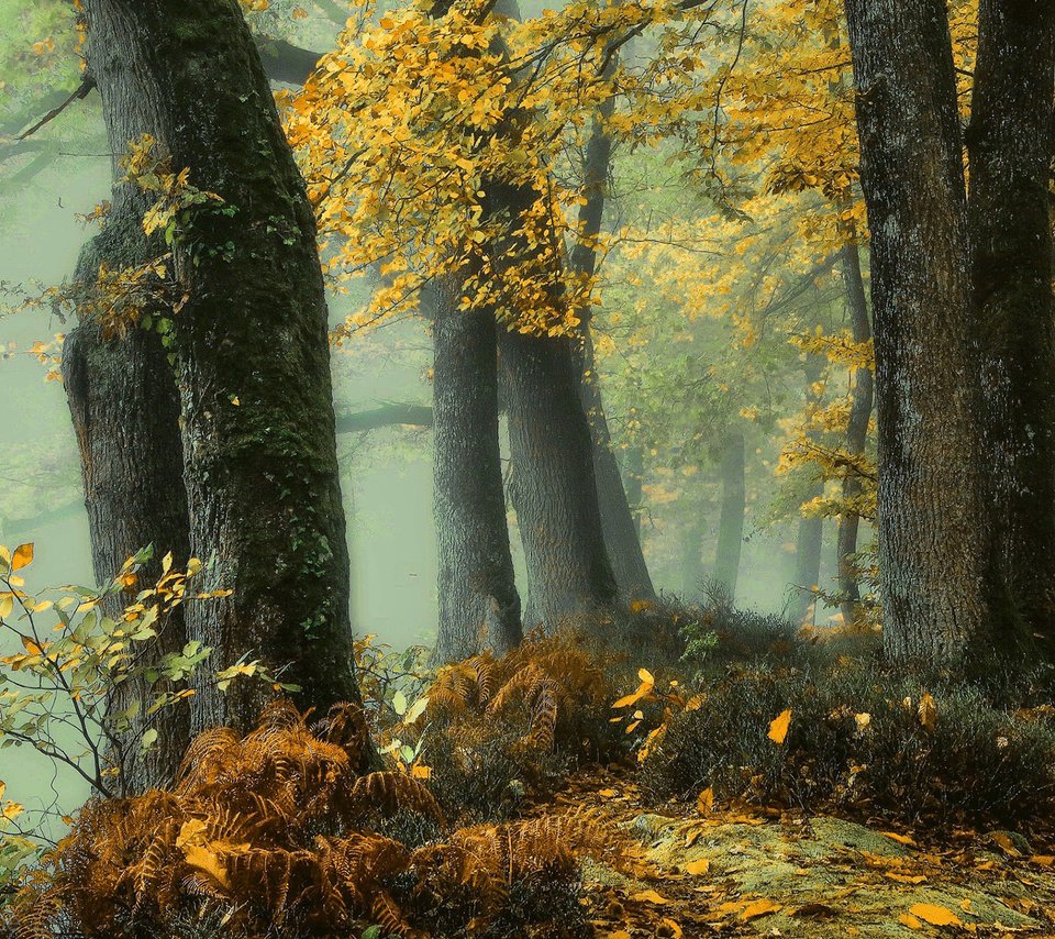 Обои деревья, природа, лес, листья, туман, осень, trees, nature, forest, leaves, fog, autumn разрешение 1920x1200 Загрузить