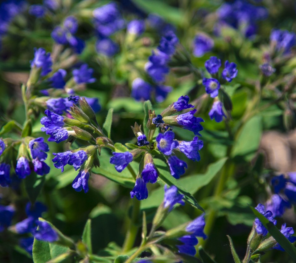 Обои цветы, полевые цветы, медуница, flowers, wildflowers, lungwort разрешение 5184x3456 Загрузить