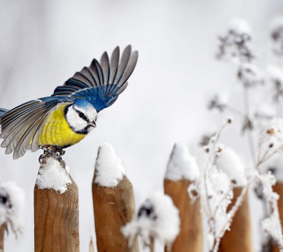 Обои снег, зима, забор, крылья, птица, синица, snow, winter, the fence, wings, bird, tit разрешение 1920x1200 Загрузить