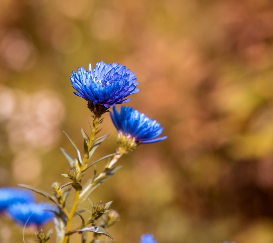 Обои цветы, синие, васильки, flowers, blue, cornflowers разрешение 2000x1335 Загрузить