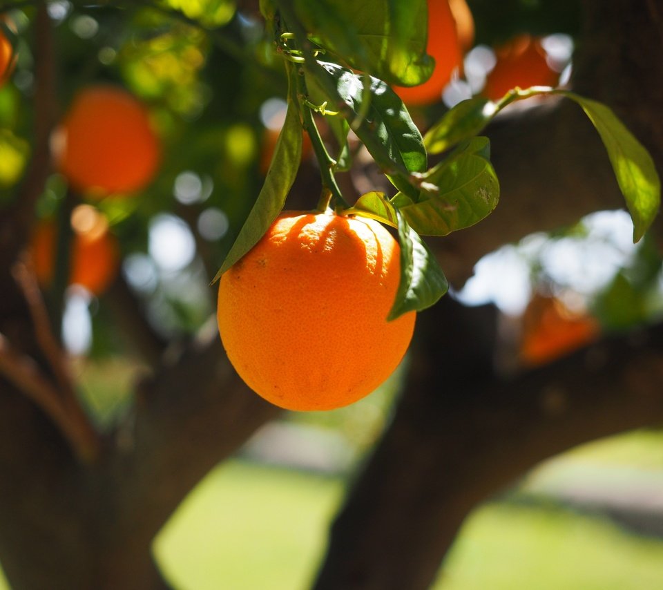 Обои природа, дерево, фрукты, апельсины, nature, tree, fruit, oranges разрешение 4608x3456 Загрузить