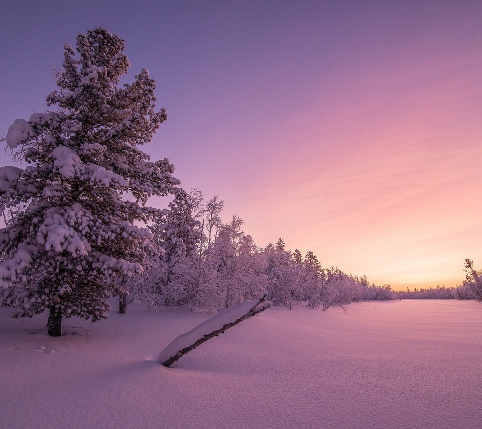 Обои деревья, снег, закат, зима, trees, snow, sunset, winter разрешение 2560x1600 Загрузить