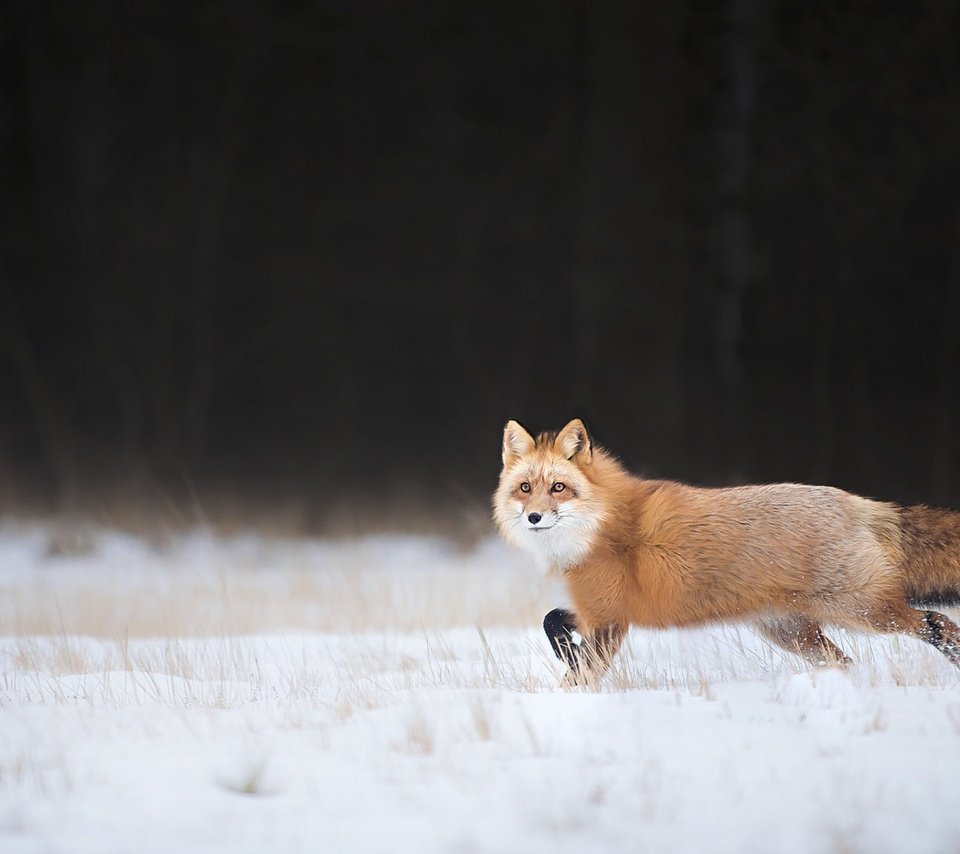 Обои снег, зима, взгляд, лиса, лисица, хвост, snow, winter, look, fox, tail разрешение 1920x1200 Загрузить