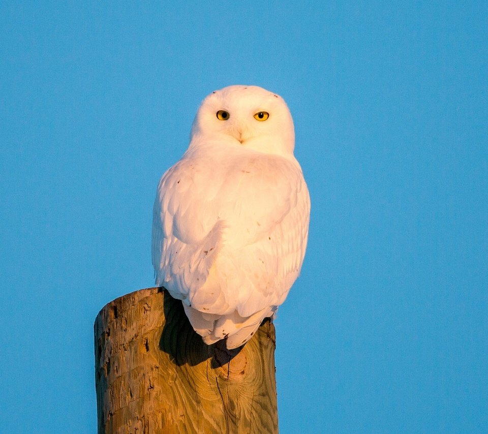 Обои небо, сова, птица, полярная сова, белая сова, the sky, owl, bird, snowy owl, white owl разрешение 2048x1365 Загрузить