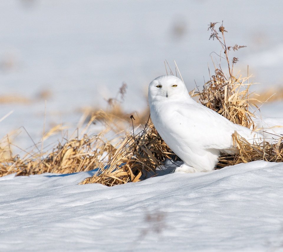 Обои сова, снег, птица, полярная сова, белая сова, owl, snow, bird, snowy owl, white owl разрешение 2048x1365 Загрузить
