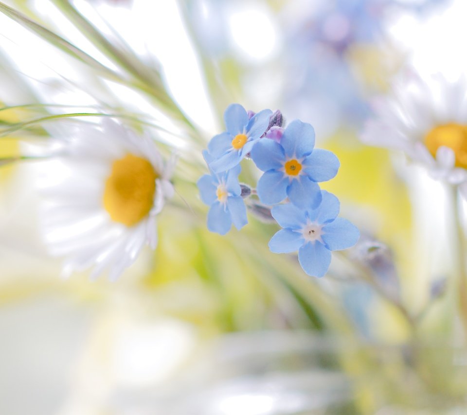 Обои цветы, ромашки, белые, незабудки, голубые, полевые цветы, flowers, chamomile, white, forget-me-nots, blue, wildflowers разрешение 4129x2837 Загрузить