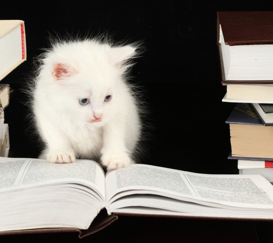 Обои книги, котенок, черный фон, кошечка, books, kitty, black background разрешение 2560x1600 Загрузить