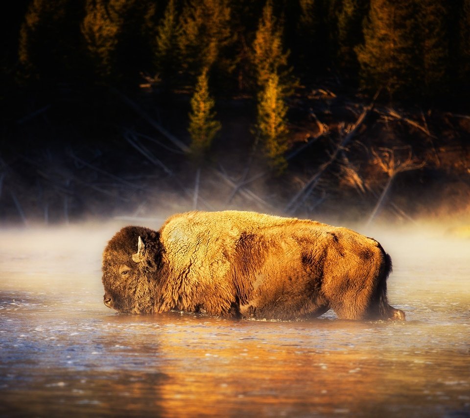 Обои вода, природа, бизон, американский бизон, water, nature, buffalo, american bison разрешение 2000x1334 Загрузить